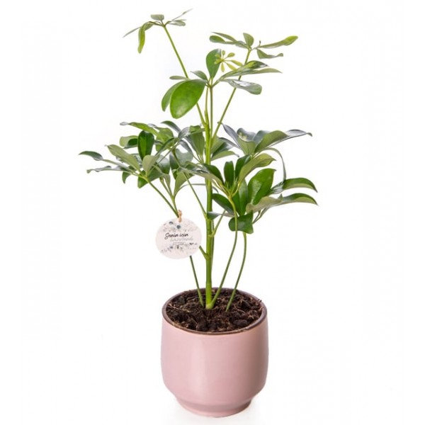 Pembe Beton Saksıda Schefflera Bitkisi