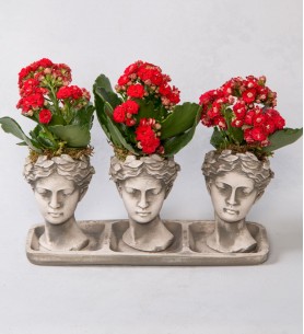 Trio Helen Kalanchoe Kırmızı