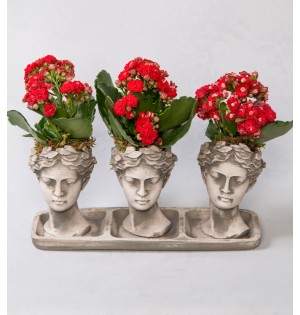 Trio Helen Kalanchoe Kırmızı