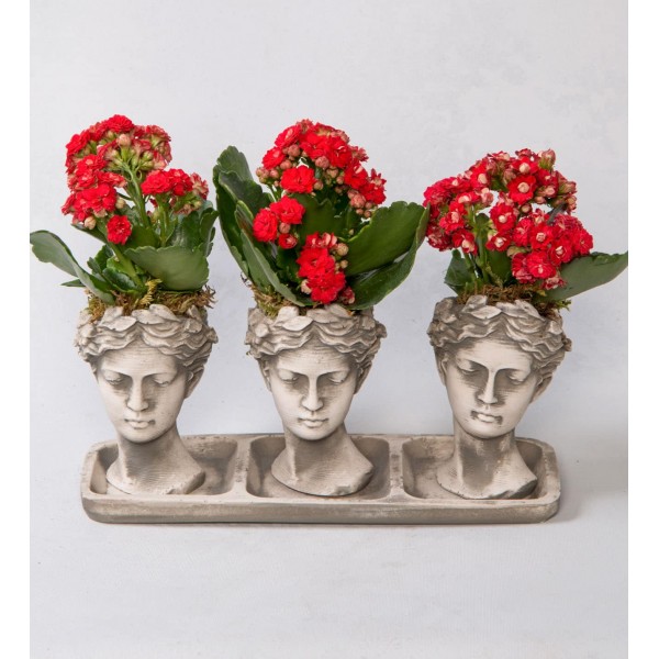 Trio Helen Kalanchoe Kırmızı