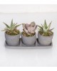 Trio Saksıda Echeveria Perle Von Nurnberg ve Sukulent