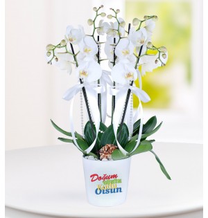 Doğum Günü Tebrikli 4 Dal Phalaenopsis Orkide