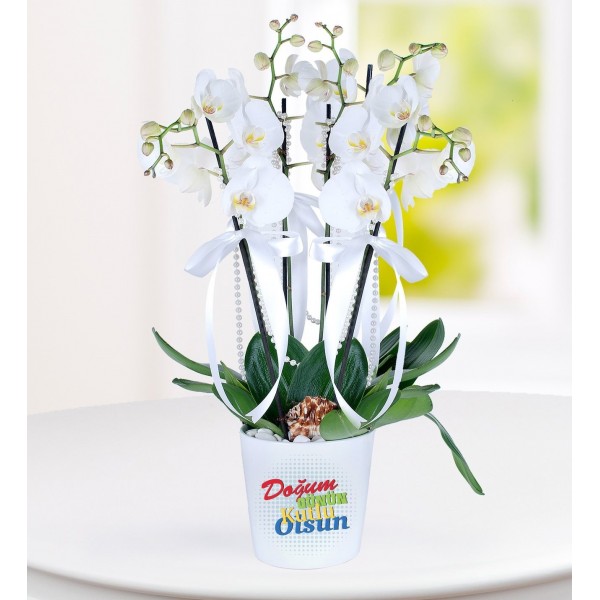 Doğum Günü Tebrikli 4 Dal Phalaenopsis Orkide