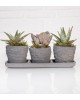 Trio Saksıda Echeveria Perle Von Nurnberg ve Sukulent