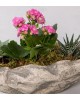 Dekoratif Pembe Kalanchoe ve Sukulent