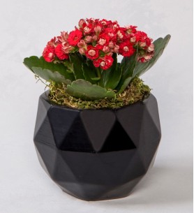 Geometrik Siyah Saksıda Kırmızı Kalanchoe