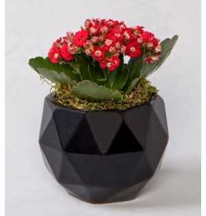 Geometrik Siyah Saksıda Kırmızı Kalanchoe