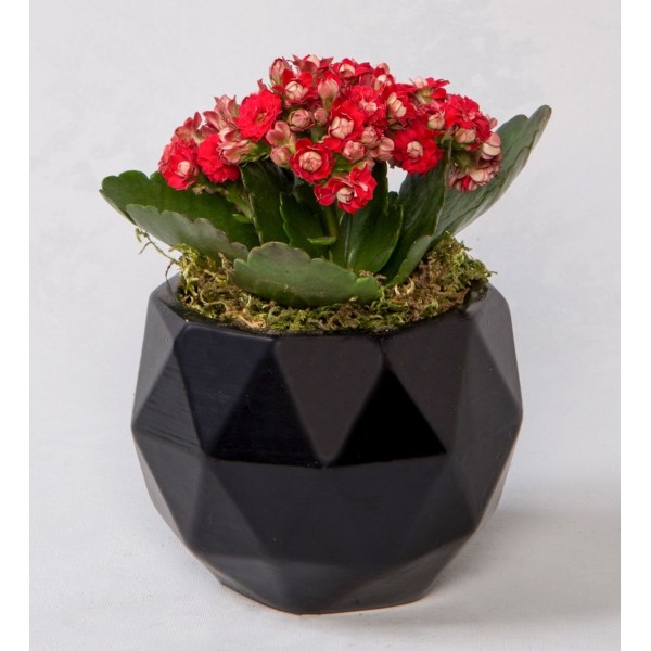 Geometrik Siyah Saksıda Kırmızı Kalanchoe