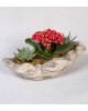 Dekoratif Kırmızı Kalanchoe ve Sukulent