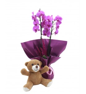 Teddy & Purple Orchid- Mor Orkide ve Ayıcık