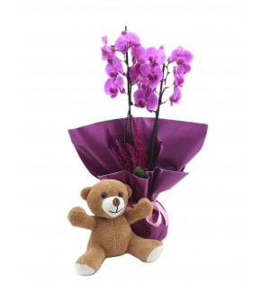 Teddy & Purple Orchid- Mor Orkide ve Ayıcık