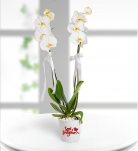 Konya Seni Seviyorum Mesajlı 2 Dal Phalaenopsis Orkide