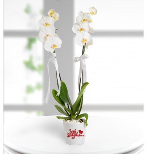 Konya Seni Seviyorum Mesajlı 2 Dal Phalaenopsis Orkide