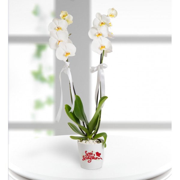 Konya Seni Seviyorum Mesajlı 2 Dal Phalaenopsis Orkide