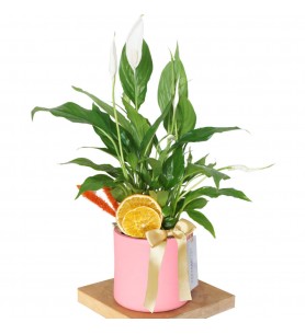 Spathiphyllum Gift (Hediye Barış Çiçeği) - Pembe Saksıda