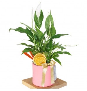 Spathiphyllum Gift (Hediye Barış Çiçeği) - Pembe Saksıda