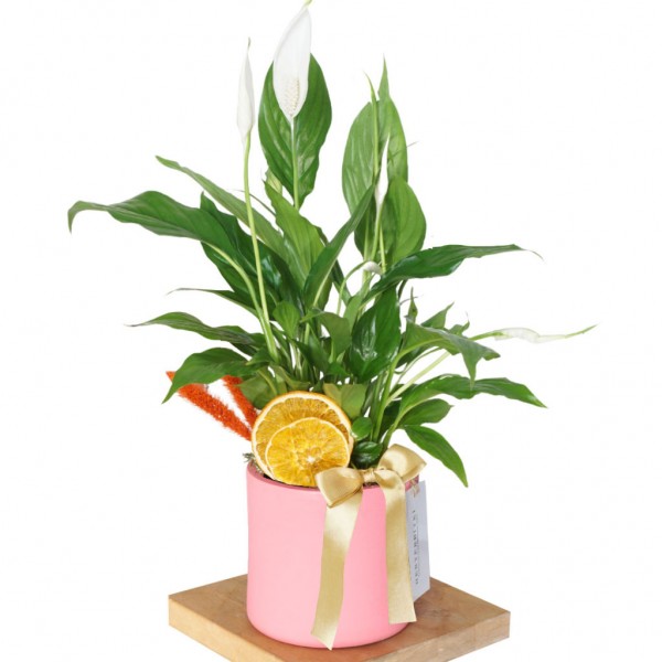 Spathiphyllum Gift (Hediye Barış Çiçeği) - Pembe Saksıda