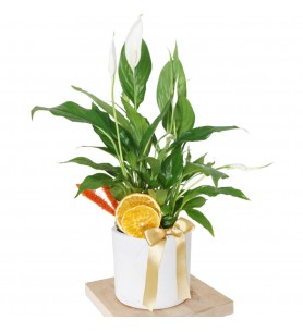 Spathiphyllum Gift (Hediye Barış Çiçeği)