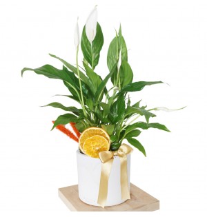 Spathiphyllum Gift (Hediye Barış Çiçeği)