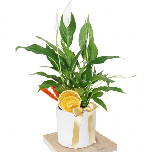 Spathiphyllum Gift (Hediye Barış Çiçeği)