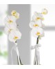 Konya Seni Seviyorum Mesajlı 2 Dal Phalaenopsis Orkide
