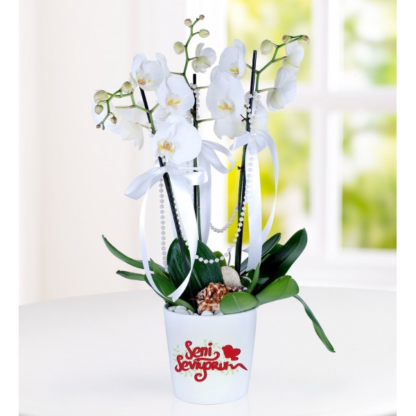 Konya Seni Seviyorum Mesajlı 3 Dal Phalaenopsis Orkide