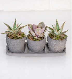 Trio Saksıda Echeveria Perle Von Nurnberg ve Sukulent