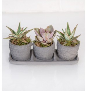 Trio Saksıda Echeveria Perle Von Nurnberg ve Sukulent