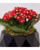 Geometrik Siyah Saksıda Kırmızı Kalanchoe