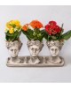 Trio Helen Kalanchoe Renkli