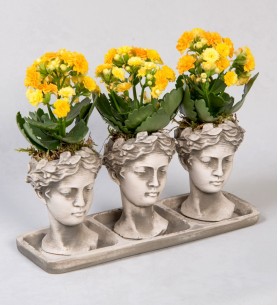 Trio Helen Kalanchoe Sarı