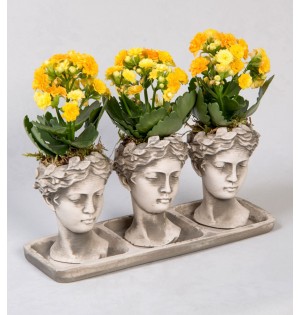 Trio Helen Kalanchoe Sarı