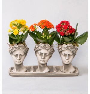 Trio Helen Kalanchoe Renkli