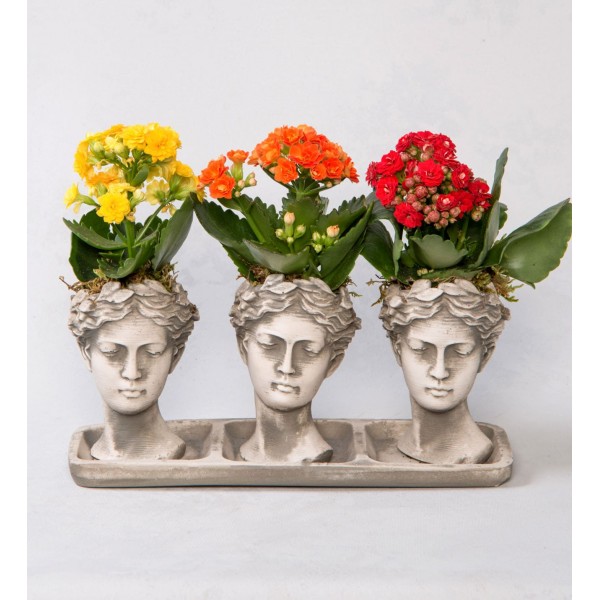 Trio Helen Kalanchoe Renkli