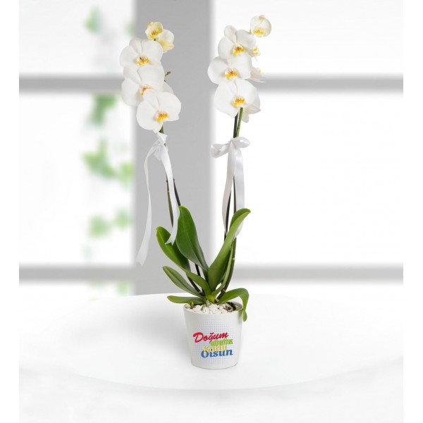 Doğum Günü Tebrikli 2 Dal Phalaenopsis Orkide