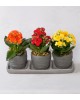 Trio Saksıda Kalanchoe