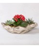 Dekoratif Kırmızı Kalanchoe ve Sukulent