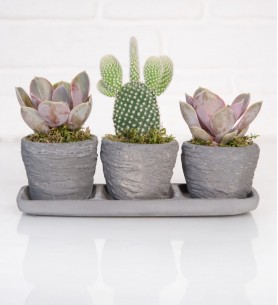 Trio Saksıda Echeveria Perle Von Nurnberg ve Kaktüs