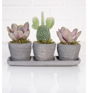 Trio Saksıda Echeveria Perle Von Nurnberg ve Kaktüs