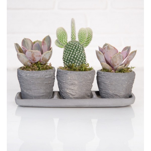 Trio Saksıda Echeveria Perle Von Nurnberg ve Kaktüs