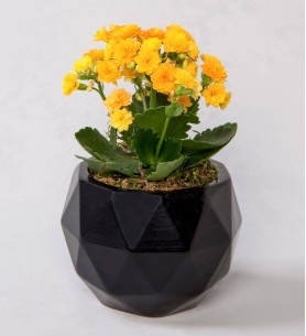 Geometrik Siyah Saksıda Kalanchoe