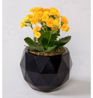 Geometrik Siyah Saksıda Kalanchoe