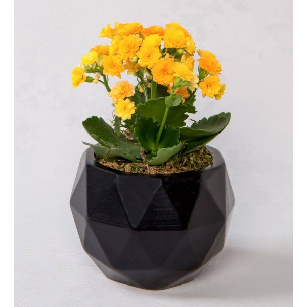 Geometrik Siyah Saksıda Kalanchoe