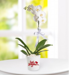 Seni Seviyorum Mesajlı Phalaenopsis Orkide