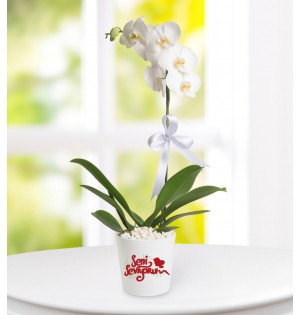 Seni Seviyorum Mesajlı Phalaenopsis Orkide