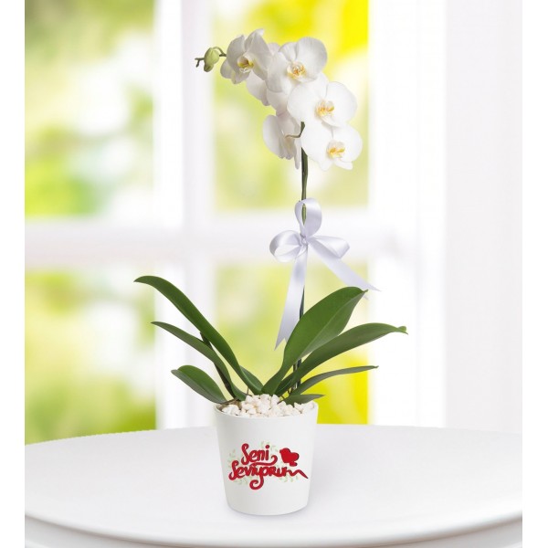 Seni Seviyorum Mesajlı Phalaenopsis Orkide