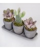 Trio Saksıda Echeveria Perle Von Nurnberg ve Kaktüs