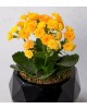 Geometrik Siyah Saksıda Kalanchoe