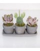 Trio Saksıda Echeveria Perle Von Nurnberg ve Kaktüs