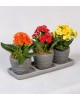 Trio Saksıda Kalanchoe